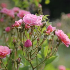 Rose 'Rosendorf Steinfurth' (Rambler) -Gartenpflanzen Verkaufsladen 2002048 Rose 20Rosendorf 20Steinfurth Rambler 3 ba307d93 56ba 43d8 977a 963a7443e66b