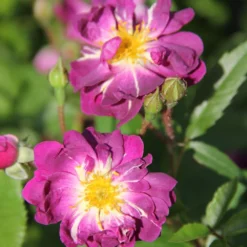 Rose 'Veilchenblau' (Rambler)