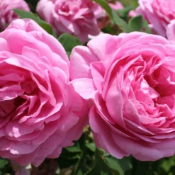 Rose 'Louise Odier' (Historische Rose)