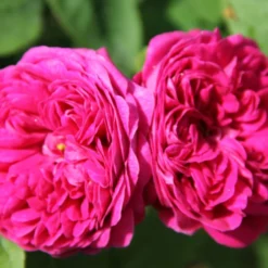 Rose 'Rose De Resht' (Historische Rose)