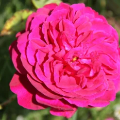 Rose 'Darcey Bussell' (Englische Rose)