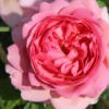 Rose 'Princess Alexandra Of Kent' (Englische Rose)
