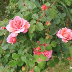 Rose 'Princess Alexandra Of Kent' (Englische Rose) -Gartenpflanzen Verkaufsladen 2002085 Rose 20Princess 20Alexandra 20of 20Kent Englische 20Rose 2