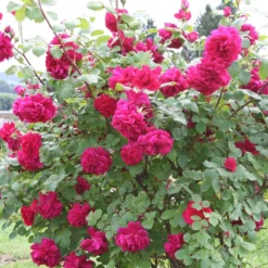 Rose 'Tess Of The D'Urbervilles' (Englische Rose) -Gartenpflanzen Verkaufsladen 2002091 Rose 20Tess 20of 20the 20DUrbervilles Englische 20Rose 2