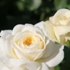 Rose 'Tranquility' (Englische Rose) 9 Rose 'Tranquility' (Englische Rose) -Gartenpflanzen Verkaufsladen 2002095 Rose 20Tranquility Englische 20Rose 2