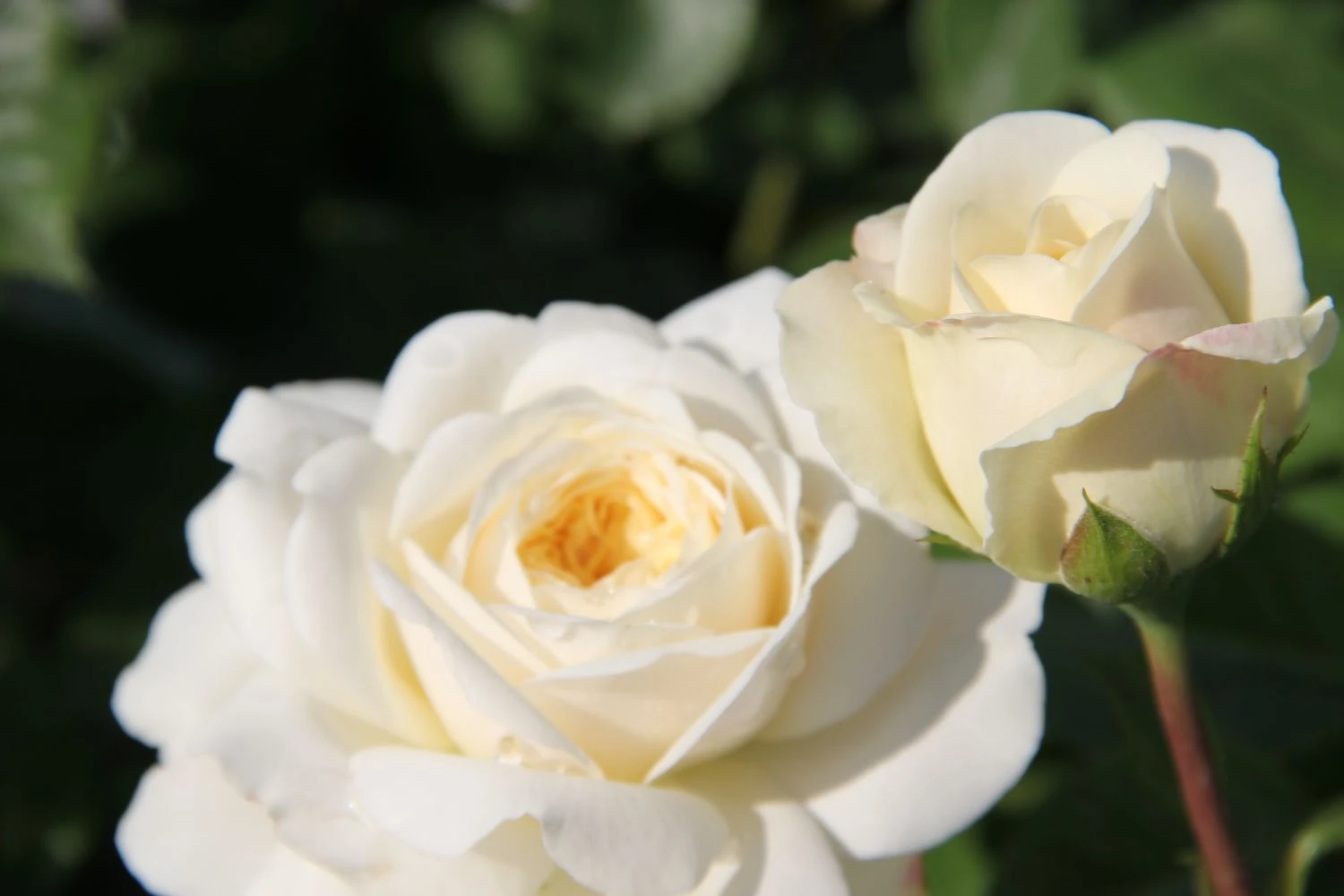 Rose 'Tranquility' (Englische Rose) 4 Rose 'Tranquility' (Englische Rose) – Bild 2