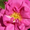 Rose 'Wild Edric' (Englische Rose | Heckenrose)