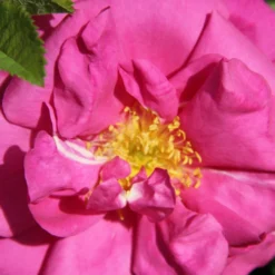 Rose 'Wild Edric' (Englische Rose | Heckenrose)