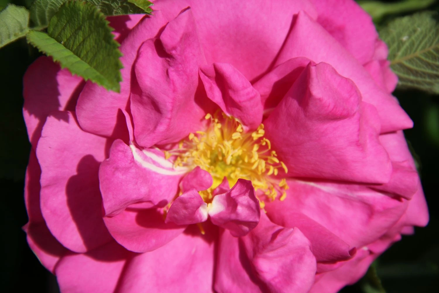 Rose 'Wild Edric' (Englische Rose | Heckenrose) 3 Rose 'Wild Edric' (Englische Rose | Heckenrose)
