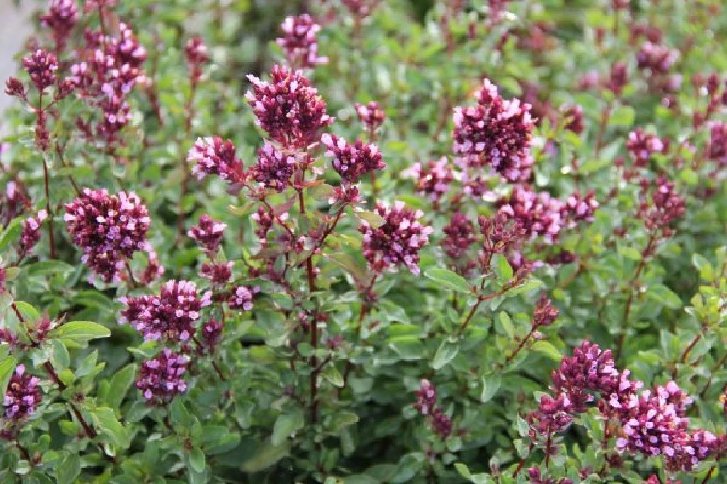 Nasenschmeichler (Herrlicher Duft Und Ausdauernde Blüten) 13 Nasenschmeichler (Herrlicher Duft Und Ausdauernde Blüten) – Bild 11