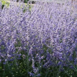 Nasenschmeichler (Herrlicher Duft Und Ausdauernde Blüten) 29 Nasenschmeichler (Herrlicher Duft Und Ausdauernde Blüten) -Gartenpflanzen Verkaufsladen 2002103 Nasenschmeichler Herrlicher 20Duft 20und 20ausdauernde 20Blueten 13