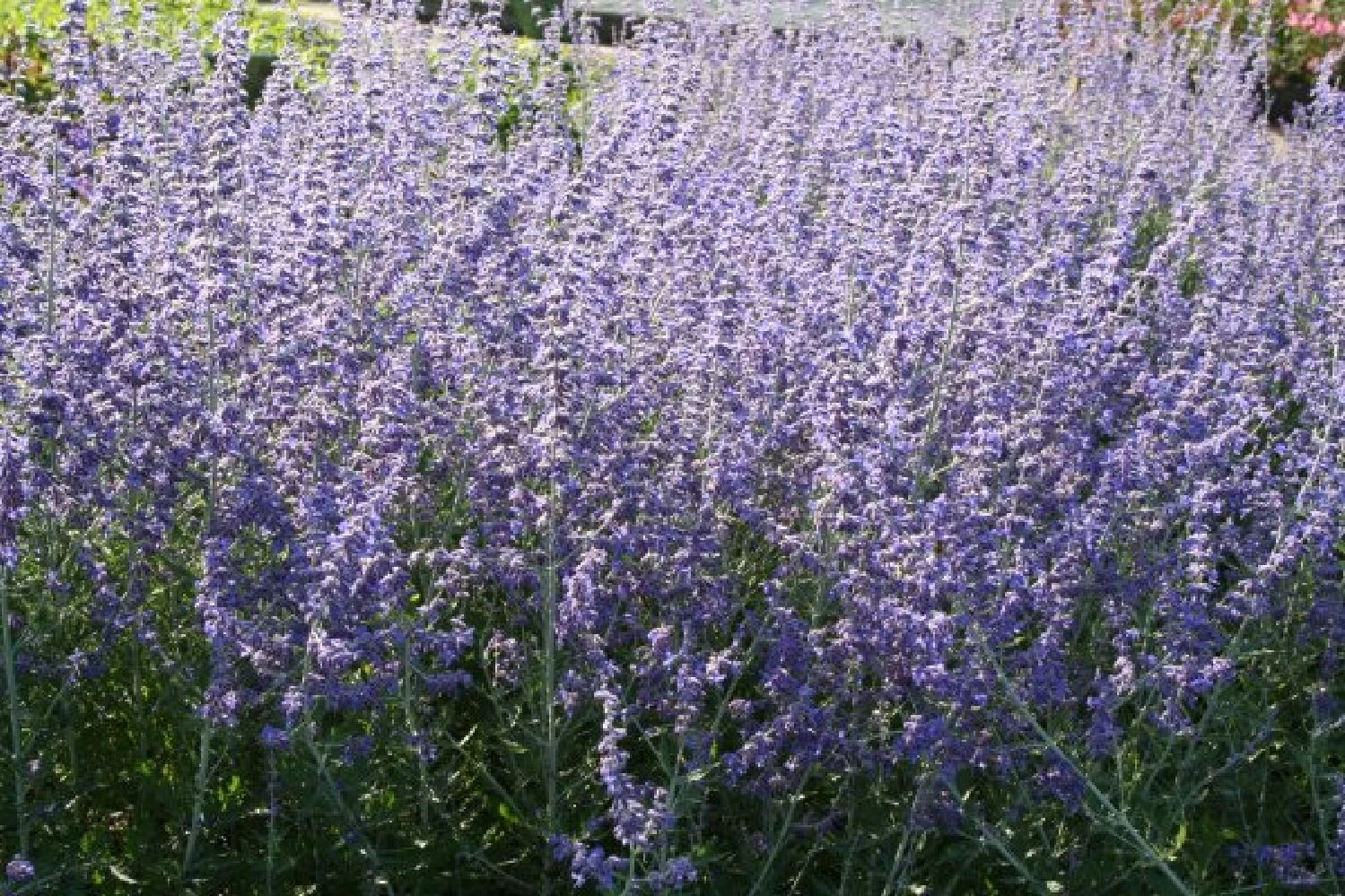 Nasenschmeichler (Herrlicher Duft Und Ausdauernde Blüten) 15 Nasenschmeichler (Herrlicher Duft Und Ausdauernde Blüten) – Bild 13