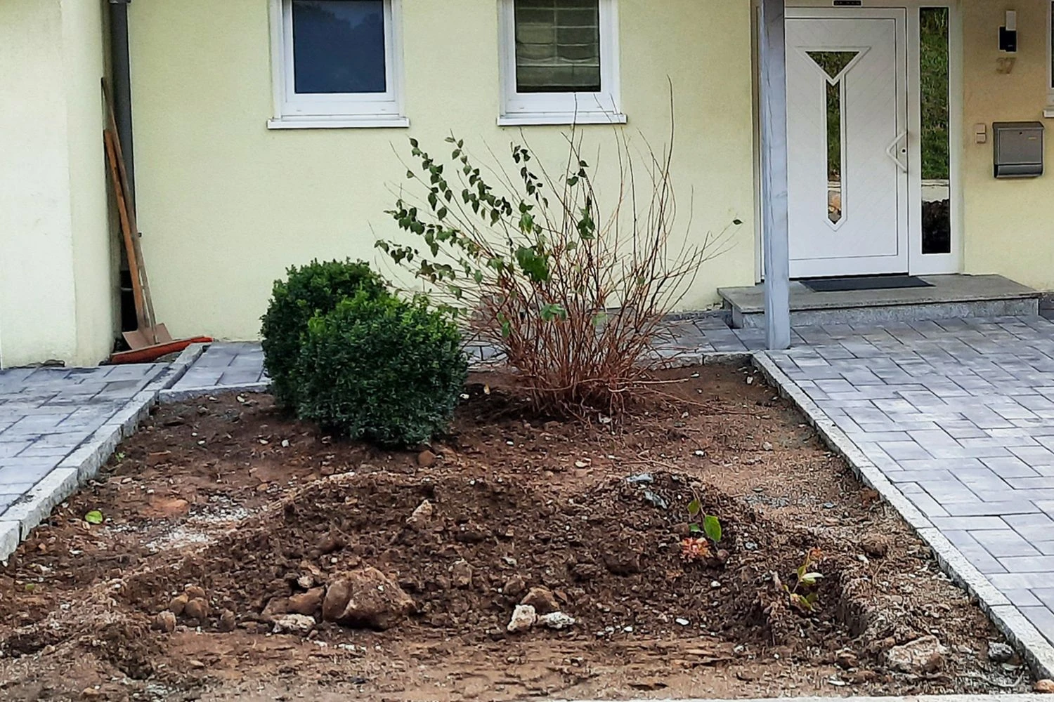 Nasenschmeichler (Herrlicher Duft Und Ausdauernde Blüten) 4 Nasenschmeichler (Herrlicher Duft Und Ausdauernde Blüten) – Bild 2