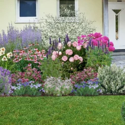 Nasenschmeichler (Herrlicher Duft Und Ausdauernde Blüten) 19 Nasenschmeichler (Herrlicher Duft Und Ausdauernde Blüten) -Gartenpflanzen Verkaufsladen 2002103 Nasenschmeichler Herrlicher 20Duft 20und 20ausdauernde 20Blueten 3