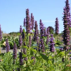 Nasenschmeichler (Herrlicher Duft Und Ausdauernde Blüten) 20 Nasenschmeichler (Herrlicher Duft Und Ausdauernde Blüten) -Gartenpflanzen Verkaufsladen 2002103 Nasenschmeichler Herrlicher 20Duft 20und 20ausdauernde 20Blueten 4