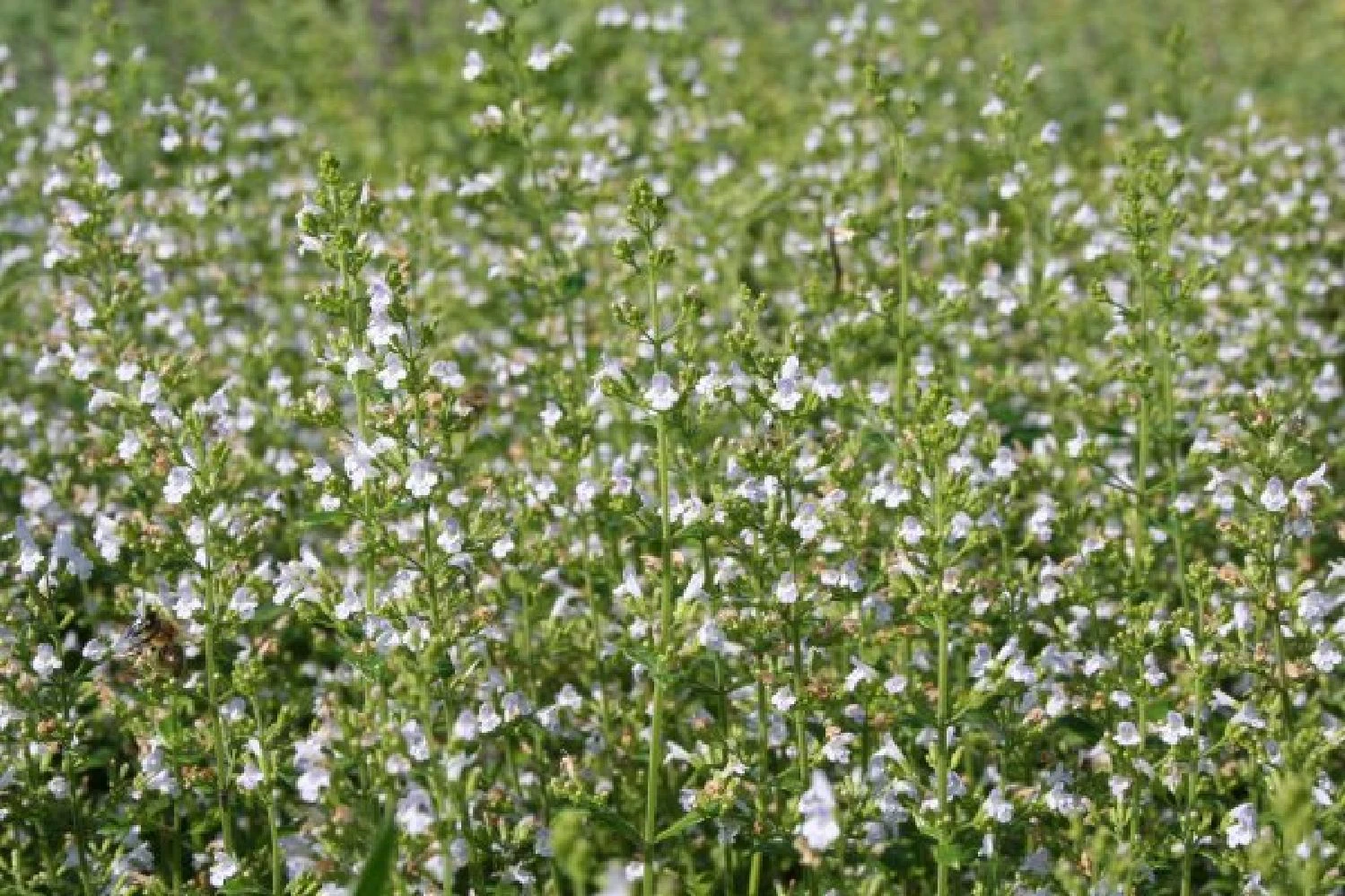 Nasenschmeichler (Herrlicher Duft Und Ausdauernde Blüten) 7 Nasenschmeichler (Herrlicher Duft Und Ausdauernde Blüten) – Bild 5