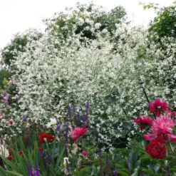 Nasenschmeichler (Herrlicher Duft Und Ausdauernde Blüten) 22 Nasenschmeichler (Herrlicher Duft Und Ausdauernde Blüten) -Gartenpflanzen Verkaufsladen 2002103 Nasenschmeichler Herrlicher 20Duft 20und 20ausdauernde 20Blueten 6