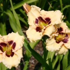 Nasenschmeichler (Herrlicher Duft Und Ausdauernde Blüten) 24 Nasenschmeichler (Herrlicher Duft Und Ausdauernde Blüten) -Gartenpflanzen Verkaufsladen 2002103 Nasenschmeichler Herrlicher 20Duft 20und 20ausdauernde 20Blueten 8