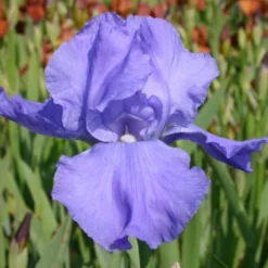 Nasenschmeichler (Herrlicher Duft Und Ausdauernde Blüten) 25 Nasenschmeichler (Herrlicher Duft Und Ausdauernde Blüten) -Gartenpflanzen Verkaufsladen 2002103 Nasenschmeichler Herrlicher 20Duft 20und 20ausdauernde 20Blueten 9