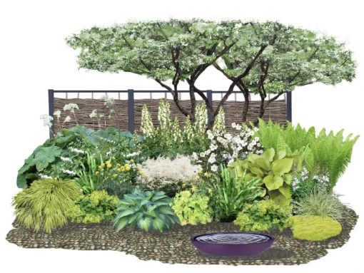 Crème Fraîche (Schönes Für Den Schatten) -Gartenpflanzen Verkaufsladen 2002104 Crme 20Frache Schoenes 20fuer 20den 20Schatten 1