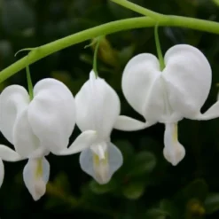 Crème Fraîche (Schönes Für Den Schatten) -Gartenpflanzen Verkaufsladen 2002104 Crme 20Frache Schoenes 20fuer 20den 20Schatten 12