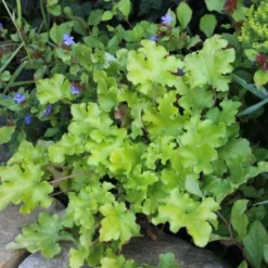 Crème Fraîche (Schönes Für Den Schatten) -Gartenpflanzen Verkaufsladen 2002104 Crme 20Frache Schoenes 20fuer 20den 20Schatten 14