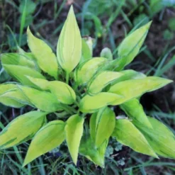 Crème Fraîche (Schönes Für Den Schatten) -Gartenpflanzen Verkaufsladen 2002104 Crme 20Frache Schoenes 20fuer 20den 20Schatten 16