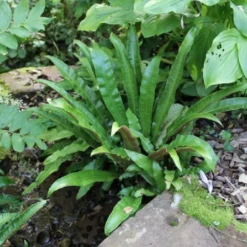 Crème Fraîche (Schönes Für Den Schatten) -Gartenpflanzen Verkaufsladen 2002104 Crme 20Frache Schoenes 20fuer 20den 20Schatten 18