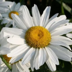 Zeppelinchen - Kinderbeet (Da Macht Gärtnern Spaß) -Gartenpflanzen Verkaufsladen 2002105 Zeppelinchen 20 20Kinderbeet Da 20macht 20Gaertnern 20Spass 12