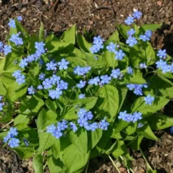 Zeppelinchen - Kinderbeet (Da Macht Gärtnern Spaß) -Gartenpflanzen Verkaufsladen 2002105 Zeppelinchen 20 20Kinderbeet Da 20macht 20Gaertnern 20Spass 15
