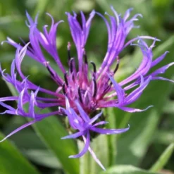 Zeppelinchen - Kinderbeet (Da Macht Gärtnern Spaß) -Gartenpflanzen Verkaufsladen 2002105 Zeppelinchen 20 20Kinderbeet Da 20macht 20Gaertnern 20Spass 5