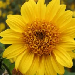 Zeppelinchen - Kinderbeet (Da Macht Gärtnern Spaß) -Gartenpflanzen Verkaufsladen 2002105 Zeppelinchen 20 20Kinderbeet Da 20macht 20Gaertnern 20Spass 9