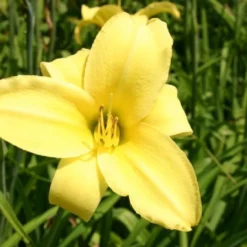 Lila & Limone (Feiern Sie Den Sommer!) 30 Lila & Limone (Feiern Sie Den Sommer!) -Gartenpflanzen Verkaufsladen 2002106 Lila 20 20Limone Feiern 20Sie 20den 20Sommer 11