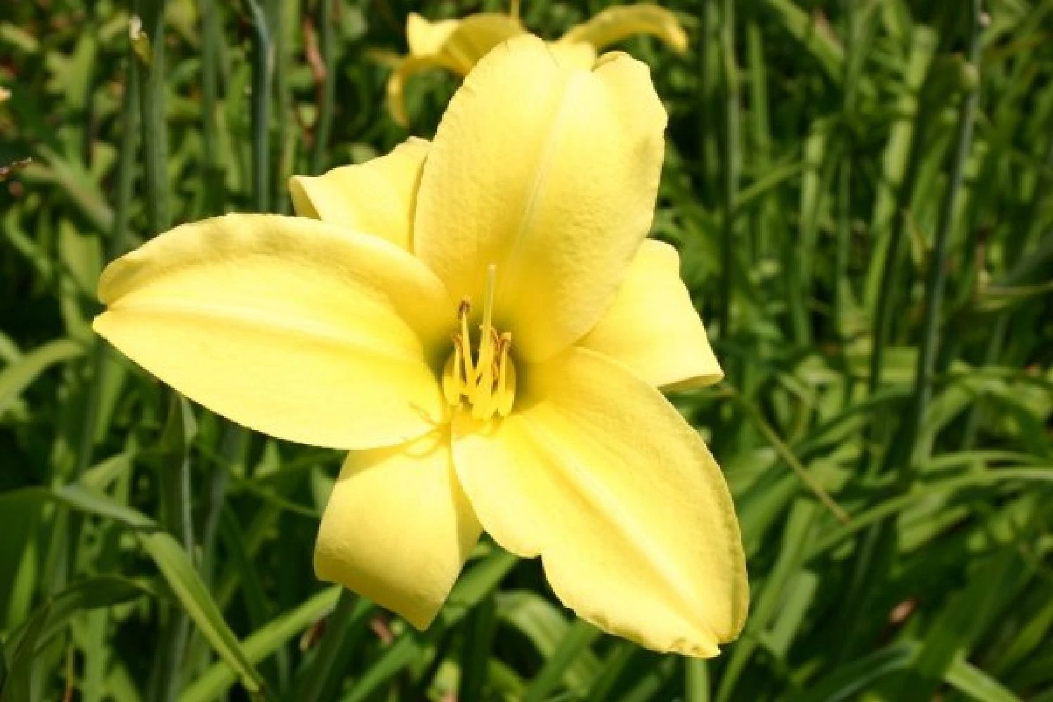 Lila & Limone (Feiern Sie Den Sommer!) 13 Lila & Limone (Feiern Sie Den Sommer!) – Bild 11