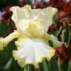 Lila & Limone (Feiern Sie Den Sommer!) 31 Lila & Limone (Feiern Sie Den Sommer!) -Gartenpflanzen Verkaufsladen 2002106 Lila 20 20Limone Feiern 20Sie 20den 20Sommer 12