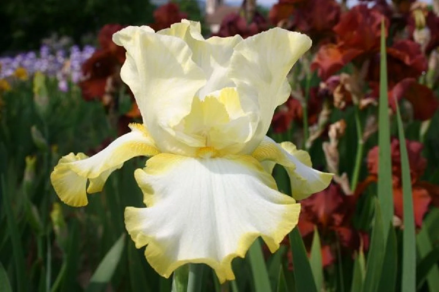 Lila & Limone (Feiern Sie Den Sommer!) 14 Lila & Limone (Feiern Sie Den Sommer!) – Bild 12