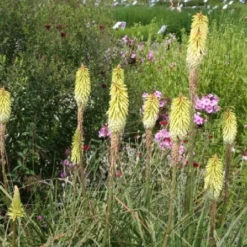 Lila & Limone (Feiern Sie Den Sommer!) 32 Lila & Limone (Feiern Sie Den Sommer!) -Gartenpflanzen Verkaufsladen 2002106 Lila 20 20Limone Feiern 20Sie 20den 20Sommer 13