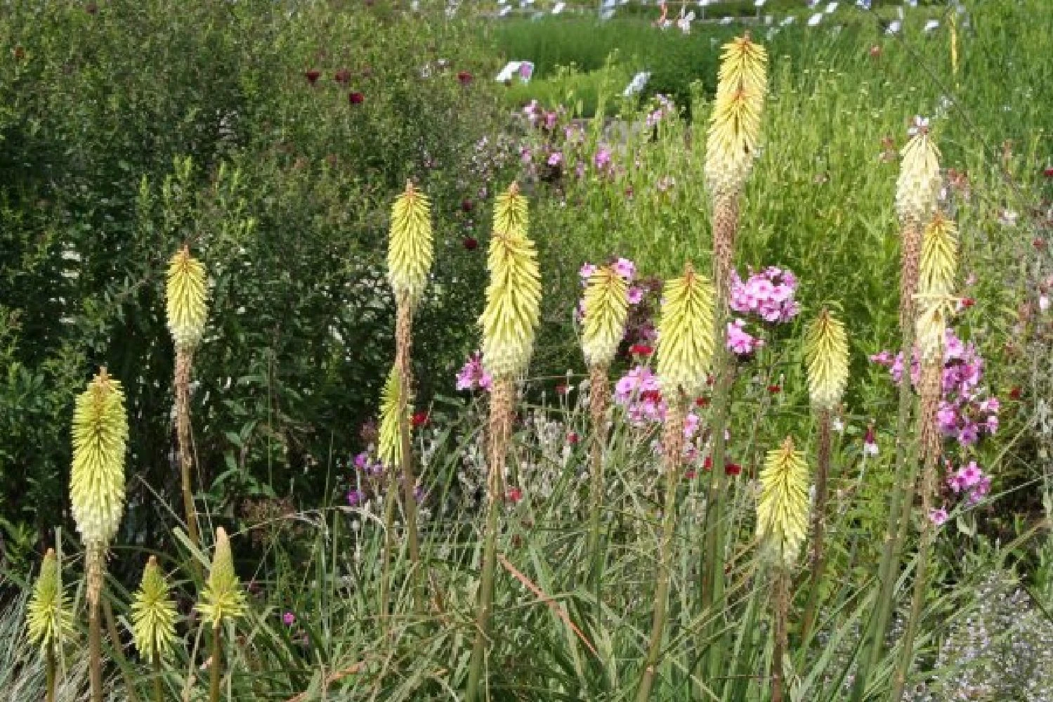 Lila & Limone (Feiern Sie Den Sommer!) 15 Lila & Limone (Feiern Sie Den Sommer!) – Bild 13