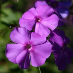 Lila & Limone (Feiern Sie Den Sommer!) 34 Lila & Limone (Feiern Sie Den Sommer!) -Gartenpflanzen Verkaufsladen 2002106 Lila 20 20Limone Feiern 20Sie 20den 20Sommer 15