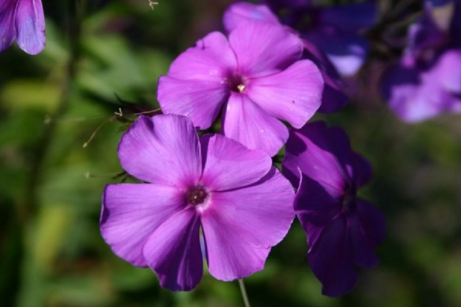 Lila & Limone (Feiern Sie Den Sommer!) 17 Lila & Limone (Feiern Sie Den Sommer!) – Bild 15