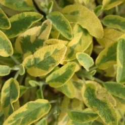 Lila & Limone (Feiern Sie Den Sommer!) 36 Lila & Limone (Feiern Sie Den Sommer!) -Gartenpflanzen Verkaufsladen 2002106 Lila 20 20Limone Feiern 20Sie 20den 20Sommer 17