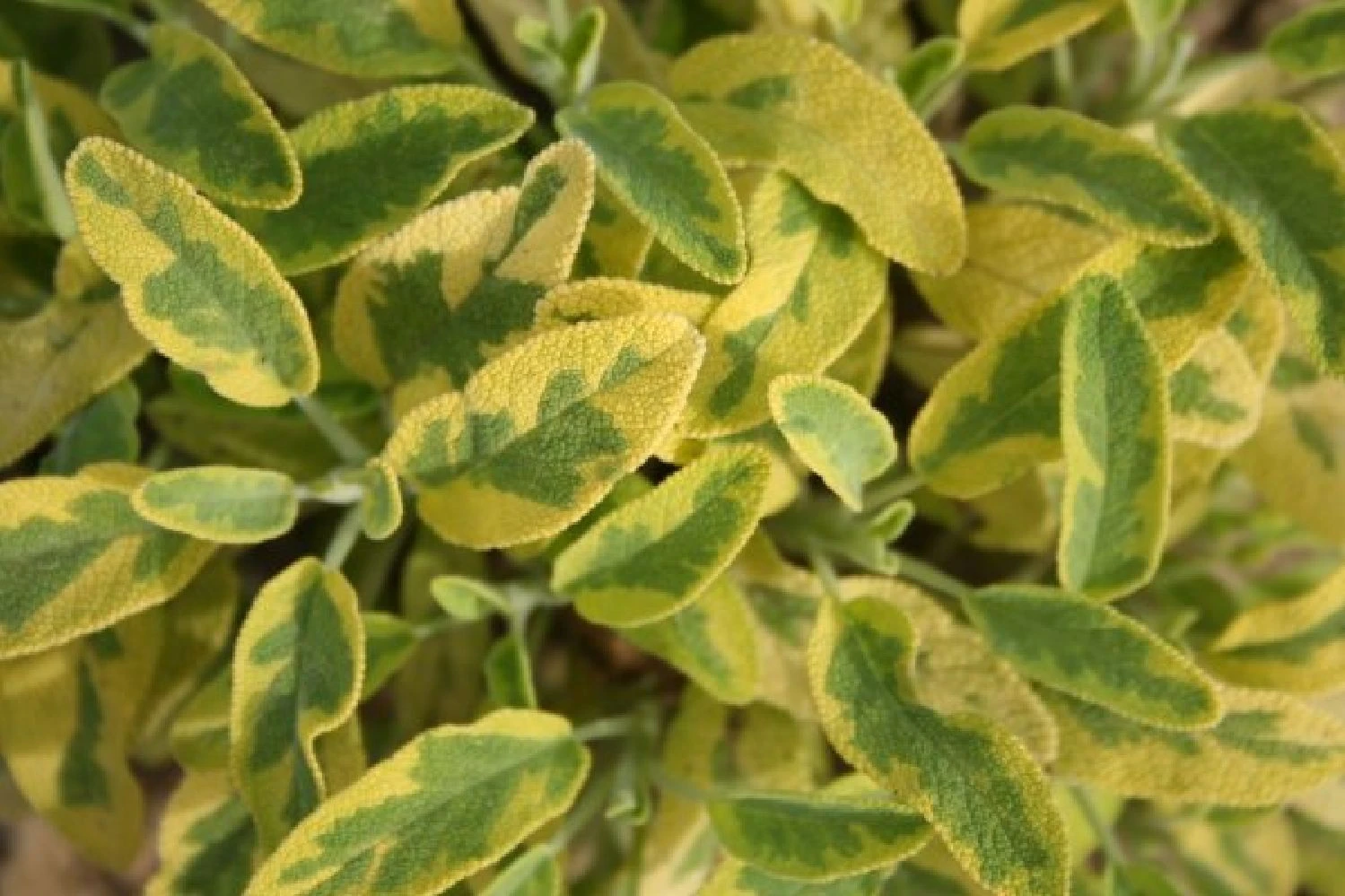 Lila & Limone (Feiern Sie Den Sommer!) 19 Lila & Limone (Feiern Sie Den Sommer!) – Bild 17