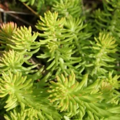 Lila & Limone (Feiern Sie Den Sommer!) 37 Lila & Limone (Feiern Sie Den Sommer!) -Gartenpflanzen Verkaufsladen 2002106 Lila 20 20Limone Feiern 20Sie 20den 20Sommer 18