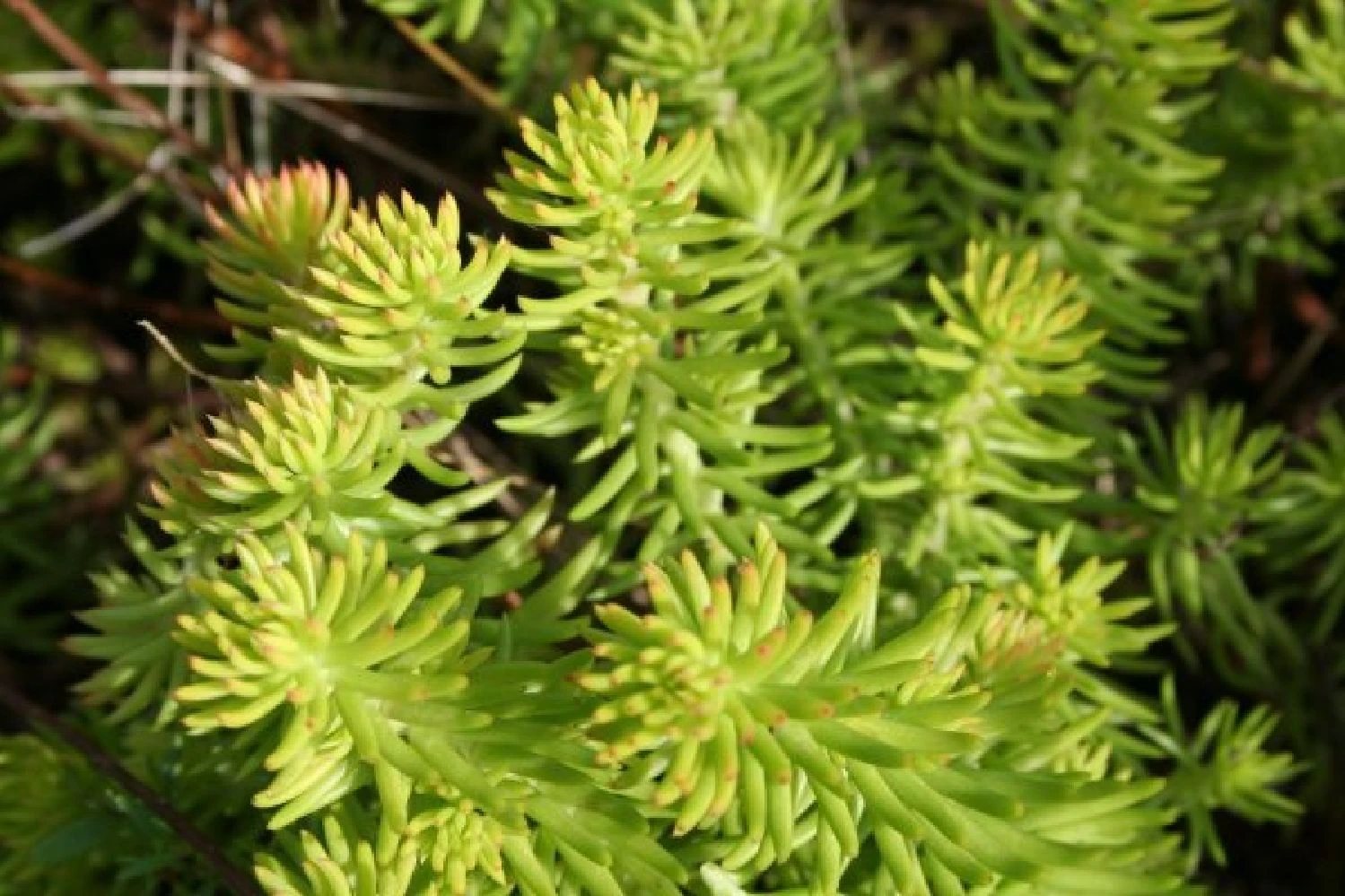 Lila & Limone (Feiern Sie Den Sommer!) 20 Lila & Limone (Feiern Sie Den Sommer!) – Bild 18