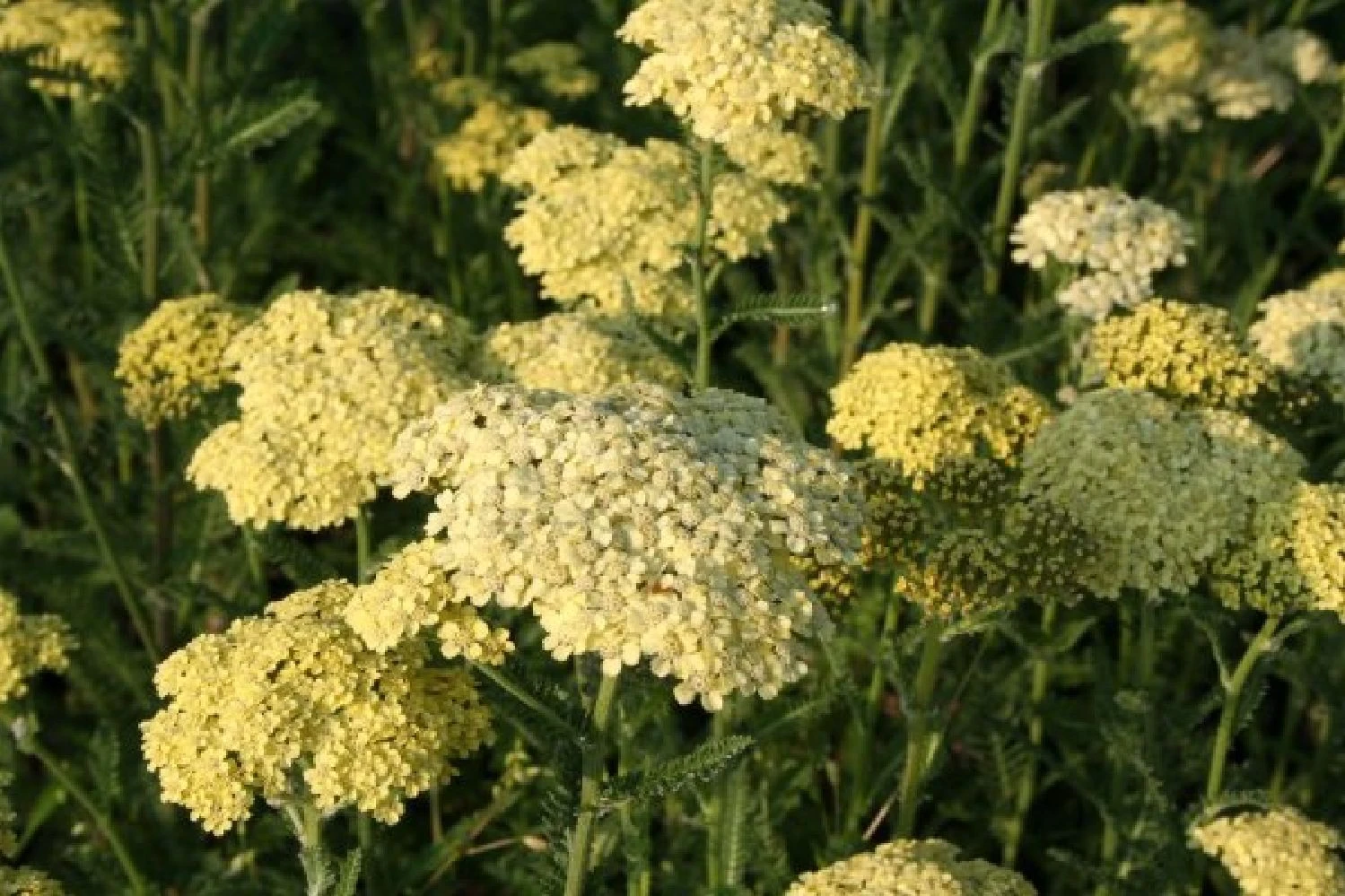 Lila & Limone (Feiern Sie Den Sommer!) 5 Lila & Limone (Feiern Sie Den Sommer!) – Bild 3