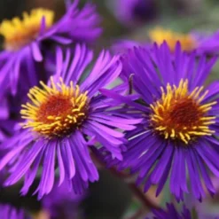 Lila & Limone (Feiern Sie Den Sommer!) 24 Lila & Limone (Feiern Sie Den Sommer!) -Gartenpflanzen Verkaufsladen 2002106 Lila 20 20Limone Feiern 20Sie 20den 20Sommer 5