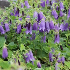 Lila & Limone (Feiern Sie Den Sommer!) 25 Lila & Limone (Feiern Sie Den Sommer!) -Gartenpflanzen Verkaufsladen 2002106 Lila 20 20Limone Feiern 20Sie 20den 20Sommer 6