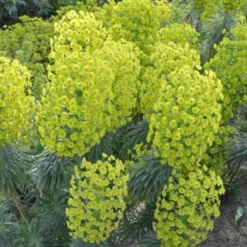 Lila & Limone (Feiern Sie Den Sommer!) 26 Lila & Limone (Feiern Sie Den Sommer!) -Gartenpflanzen Verkaufsladen 2002106 Lila 20 20Limone Feiern 20Sie 20den 20Sommer 7