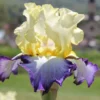 Iris Barbata-Elatior 'Bel Avenir' (Hohe Bartschwertlilie)