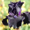 Iris Barbata-Elatior 'Obsidian' (Hohe Bartschwertlilie) 1 Iris Barbata-Elatior 'Obsidian' (Hohe Bartschwertlilie) -Gartenpflanzen Verkaufsladen 2002170 Iris 20Barbata Elatior 20Obsidian Hohe 20Bartschwertlilie 1 038c7cea 4ce5 476b 9c18 79e7b905cbff